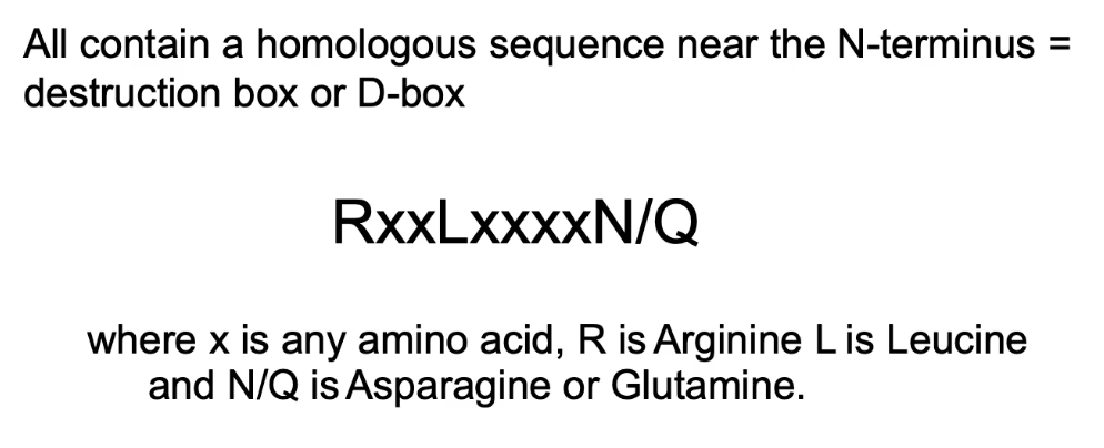 <p>Destruction box (D-box) near N-terminus: RxxLxxxxN/Q</p><ul><li><p>Position 1: Arginine</p></li><li><p>Position 4: Leucine</p></li><li><p>Position 9: Asparagine/Glutamine</p></li></ul><p></p><p>Significance:</p><ul><li><p><strong>Necessary</strong>: mutations prevent degradation</p></li></ul><ul><li><p><strong>Sufficient</strong>: adding it to another protein (GFP) causes cyclical degradation</p></li></ul><p></p>