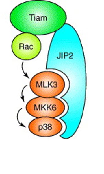 <p>large relay proteins to which several other relay proteins are simultaneously attached</p>