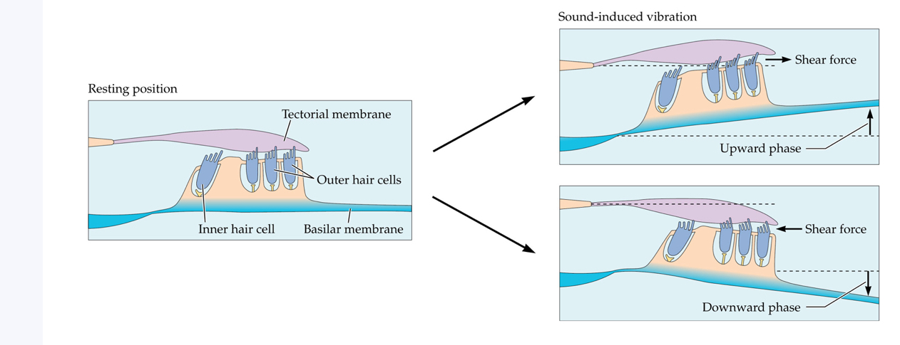 <p><span>When vibration causes a displacement along the cochlear partition the tectorial membrane and hair cells move in opposite directions (i.e., they experience shear), and the deflection of stereocilia during this action results in the release of neurotransmitters</span></p>