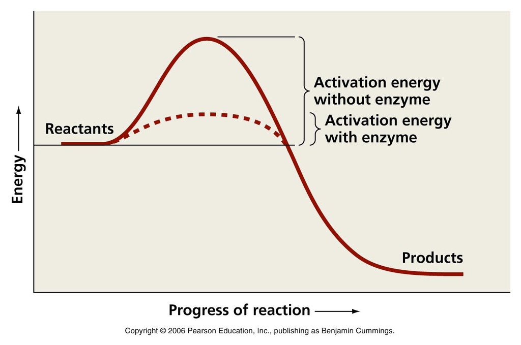  that represents the activation energy of the reaction when it is not enzyme-catalyzed