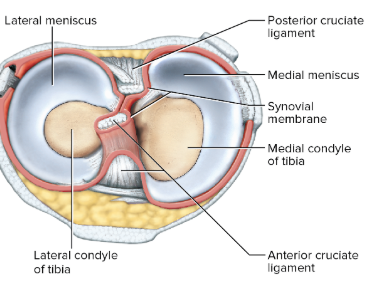 <ul><li><p><span style="background-color: transparent;"><span>Anterior cruciate ligament (ACL)</span></span></p></li><li><p><span style="background-color: transparent;"><span>Posterior cruciate ligament (PCL)</span></span></p></li><li><p><span style="background-color: transparent;"><span>Menisci (medial and lateral meniscus)</span></span></p></li></ul><p></p>