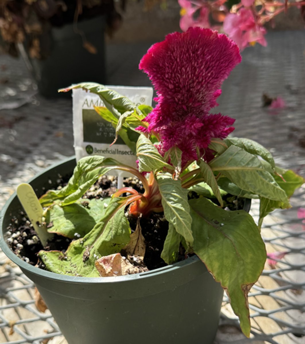 <p>What is the Latin name for this plant?</p>
