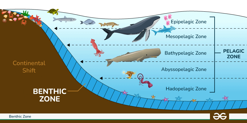 <p>Pelagic = high water column</p><p>Benthic = low water column</p>