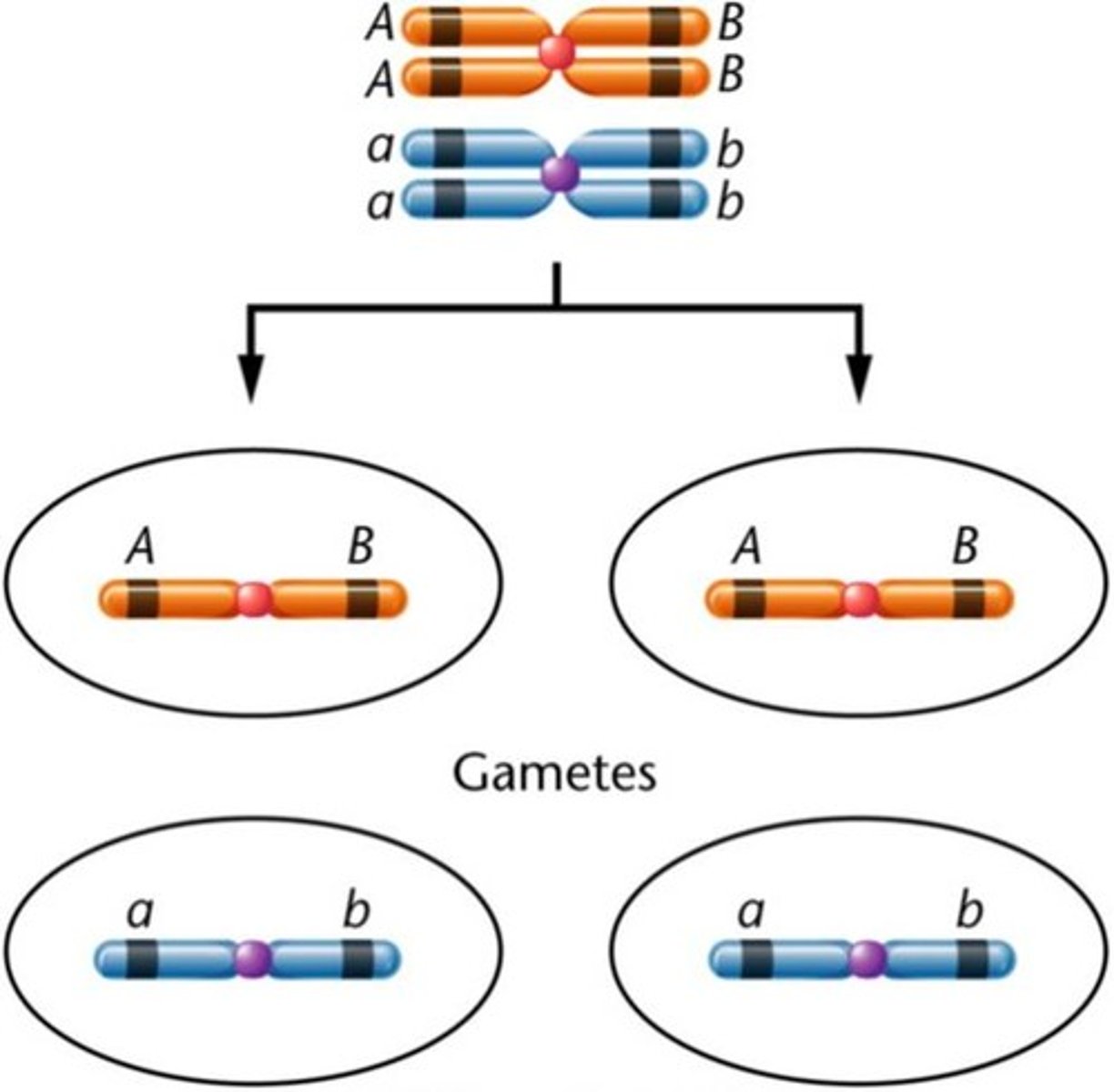 <p>These are genes that tend to be inherited together and crossing over can cause genes to become unlinked</p><p>Linkage - tendency of genes to be inherited together; the further away genes are from each other on the chromosome, the less likely they are to be inherited together</p>