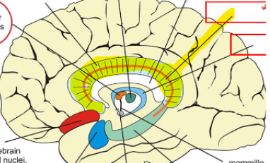 <p>highlighted in yellow </p>