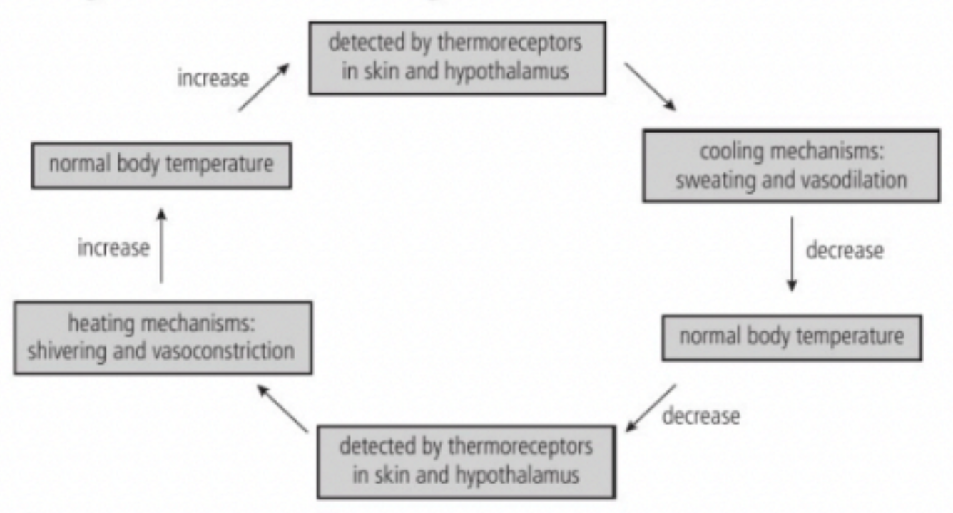 <p><strong>Ectotherms</strong> = Animals that don’t control their internal body temperatures</p><p><strong>Endotherms</strong> = Maintain steady internal temperature</p><ul><li><p>Birds and mammals maintain body temperature through <strong>behavioural</strong> and <strong>physiological</strong> means</p><p>Cerebrum initiates conscious behaviours</p><p>E.g. Move around more to generate muscle heat, dress warmer, stay inside / Seek shade, use air conditioning, wear light clothing, stop exercising</p></li></ul><p></p><p>Thermoregulation in humans</p><p>HEATING MECHANISM</p><ul><li><p><strong>Vasoconstriction</strong></p><p>Arterioles near skin become smaller → More blood is shunted to internal organs / Capillaries receive less blood → Preserve vital internal organs + Prevent heat loss to surroundings</p></li><li><p><strong>Shivering</strong></p><p>Muscle movement → Generate heat</p></li><li><p><strong>Uncoupled respiration in brown adipose tissue</strong> (Lots of mitochondria)</p><p>Undergo cell respiration uncoupled from ATP production / Oxidise glucose → Generate heat</p></li><li><p><strong>Hair erection</strong></p><p>Release of epinephrine → Goosebumps on skin + Raised hairs → Create insulating layer of air between fur and skin → Protect body from cold air</p></li></ul><p></p><p>COOLING MECHANISM</p><ul><li><p><strong>Vasodilation</strong></p><p>Hypothalamus sends impulses to arterioles near skin → More blood travel through capillaries in skin → Release of more heat to surrounding air</p></li><li><p><strong>Sweating</strong></p><p>Hypothalamus initiate perspiration → Heat from body is transferred to water in sweat → Evaporation of sweat from skin → Evaporative cooling</p></li></ul><p></p>