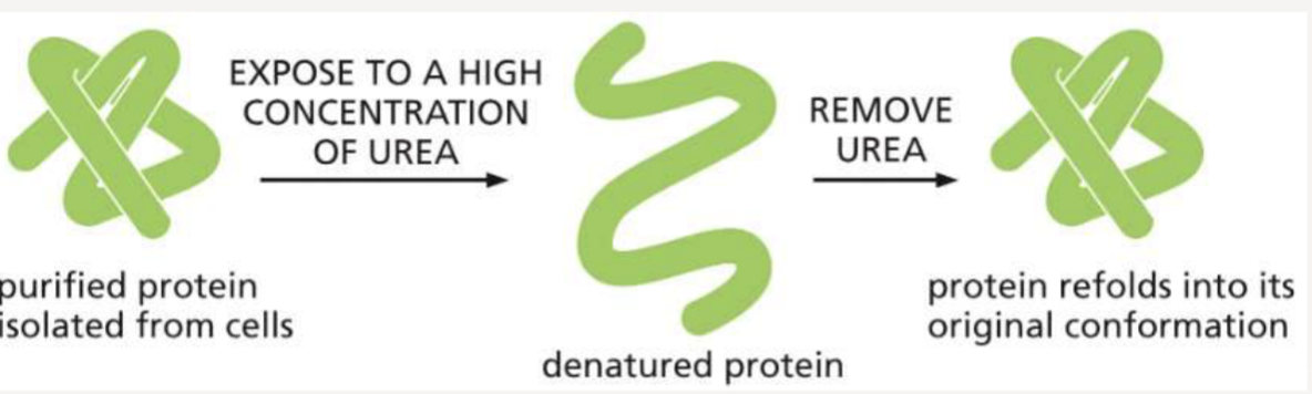 <p>can return to their natural folded state because the primary sequence contains all the information necessary for folding</p>