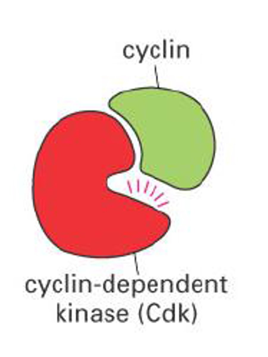 <p>one of a family of proteins that regulates the cell cycle in eukaryotic cells</p>