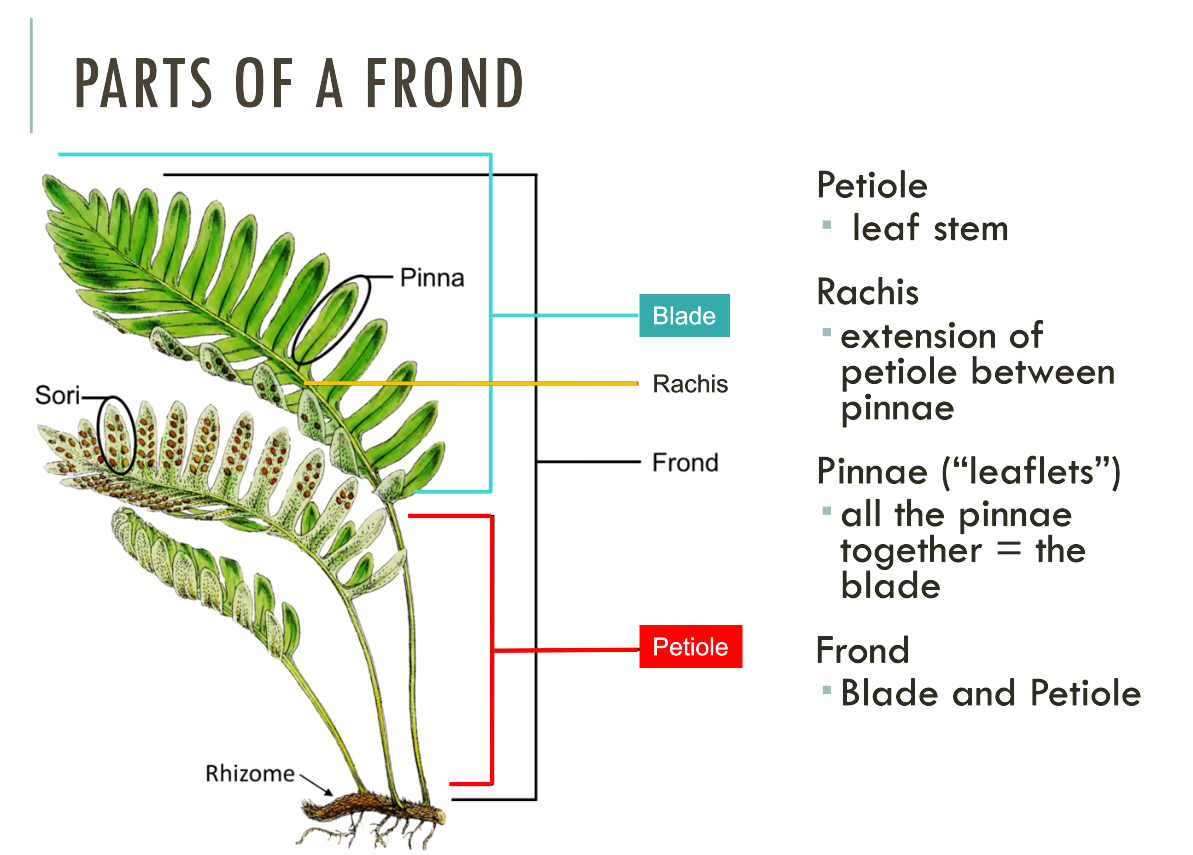 <p>Know: <span>fronds, stipes/petiole, pinnae, sori, indusia</span></p>