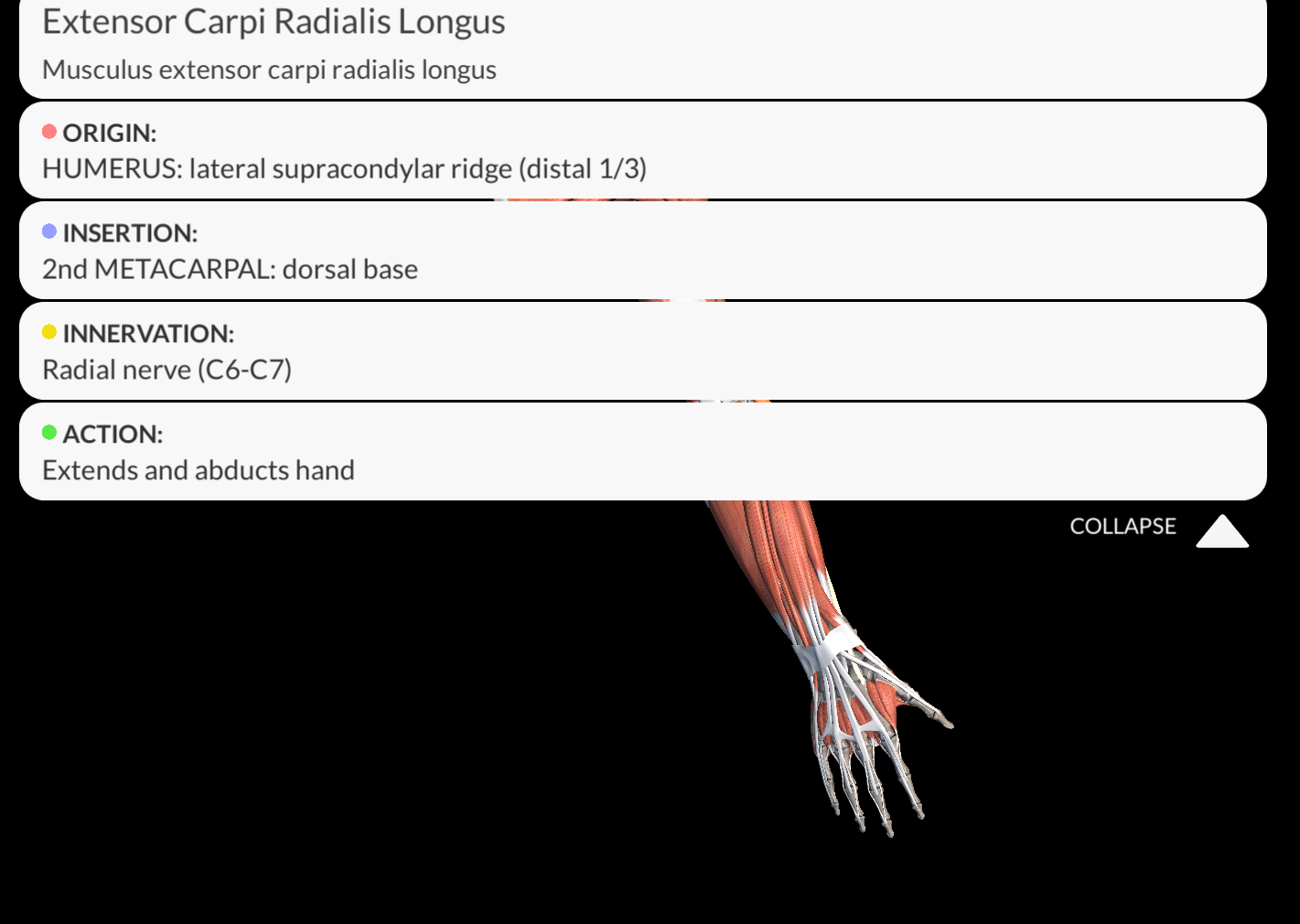 <p><strong><u>Origination</u></strong><span style="color: red"><strong>: lateral supracondylar ridge of the humerus</strong></span></p><p><strong><u>insertion</u></strong>: <span style="color: green"><strong>dorsal area of the base</strong></span> of the <span style="color: red"><strong><u>metacarpal II.</u></strong></span></p><p><span style="color: red"><strong><u>Innervation:</u></strong></span><strong>  Radial nerve</strong></p><p><strong><u>Function</u></strong>: elbow joint: it aids in <span style="color: green"><strong><u>pronation</u></strong></span>, <span style="color: blue"><strong>flexion</strong></span>, dorsiflexion and<span style="color: red"><strong> radial abduction</strong></span>.</p><p></p>