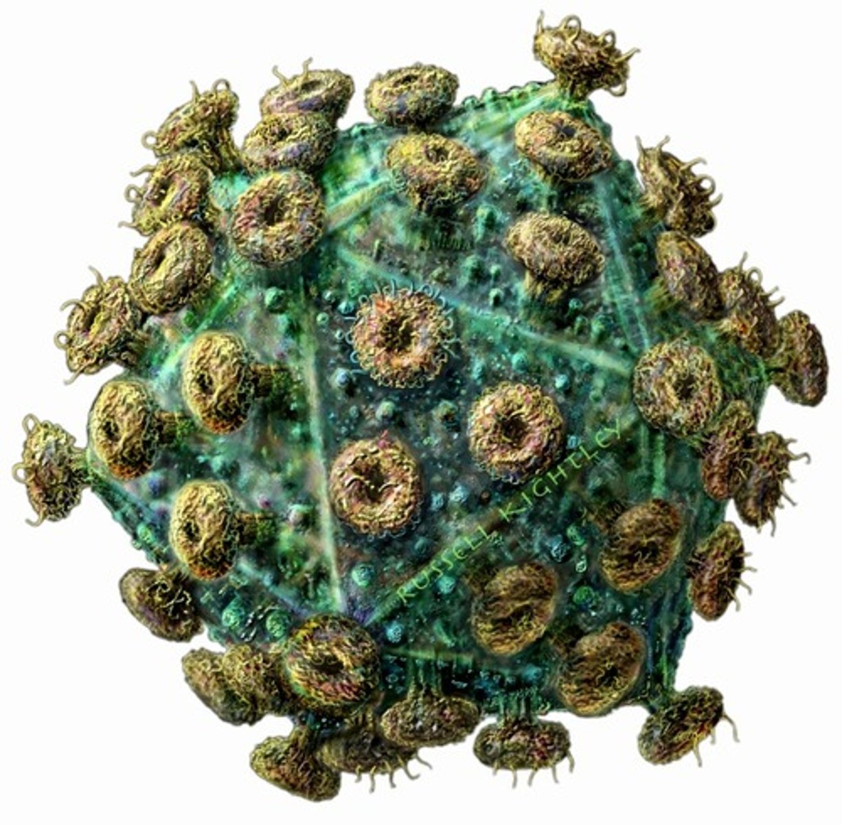 <p>A virus that attacks and destroys the human immune system.</p>