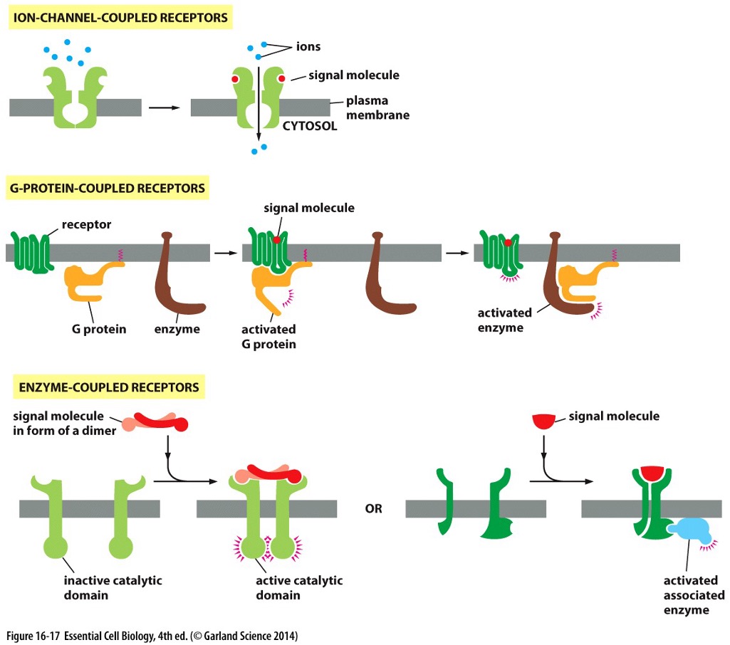 <p>are a large family of membrane proteins that transmit signals via activation of G proteins upon ligand binding, leading to various intracellular responses. (Majority of Drugs work here)</p>