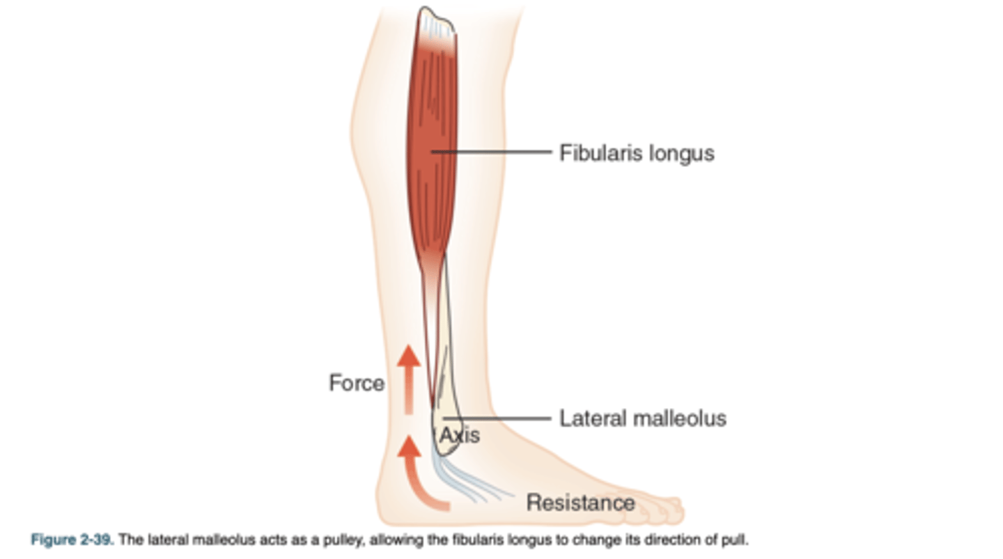 <p>The lateral malleolus acts as a pulley, allowing the fibularis longus to change its direction of pull.</p>
