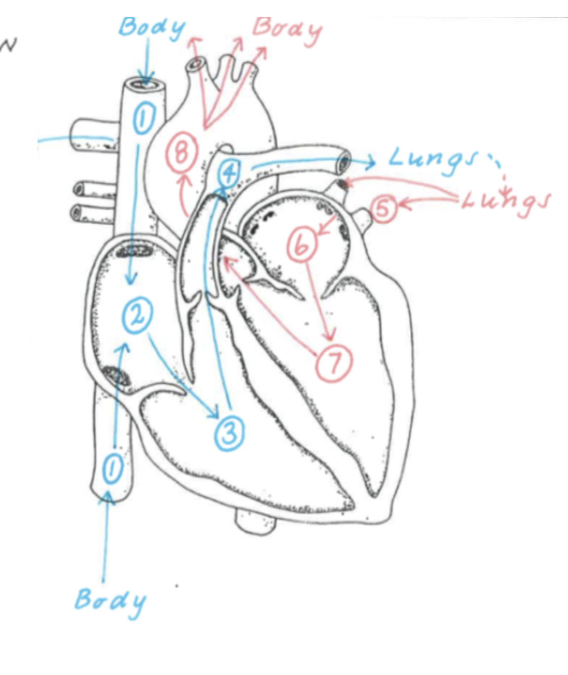 knowt flashcard image