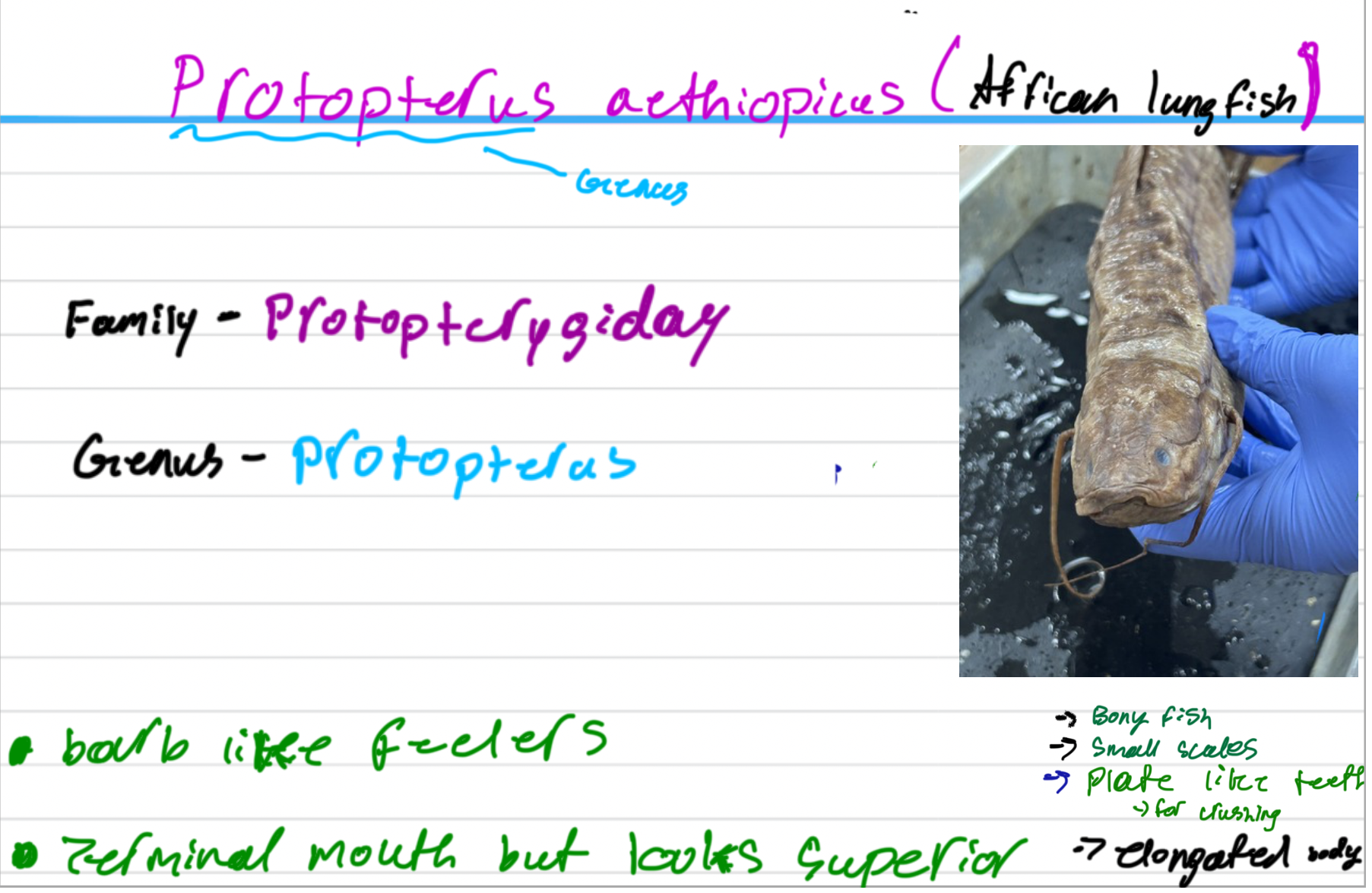 <p>has 2 gas bladders</p><ul><li><p>allows it to breathe air. </p></li></ul><p></p>