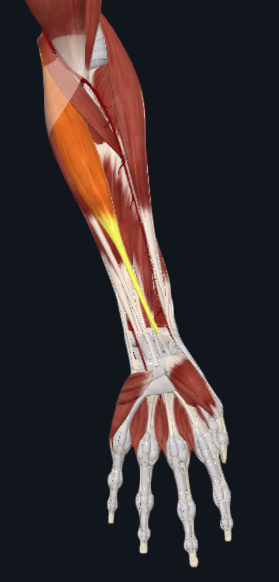 <p>What muscle is this</p>