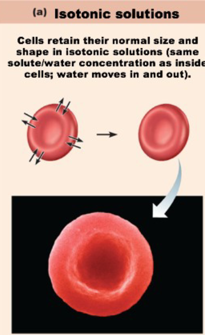 <ul><li><p>have the same concentration of nonpenetrating solutes as those found inside the cell</p></li><li><p>No net loss or gain of water observed</p></li><li><p>ex: 0.9% NaCl solutions, extracellular fluid</p></li></ul><p></p>