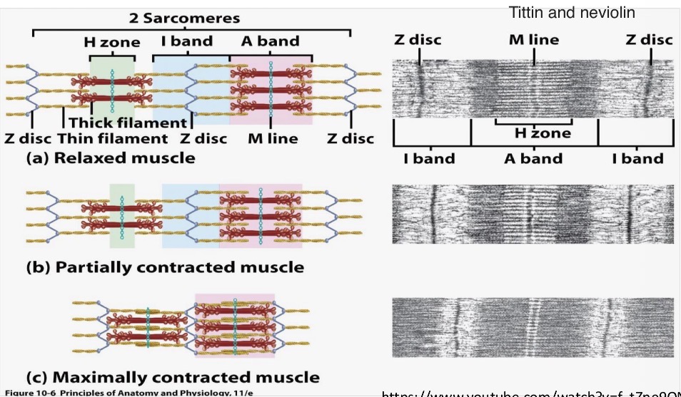 <p>The sliding filament theory.</p><p>Fine actin filaments slide over thick ones towards the center of the A band, shortening the sarcomere</p>
