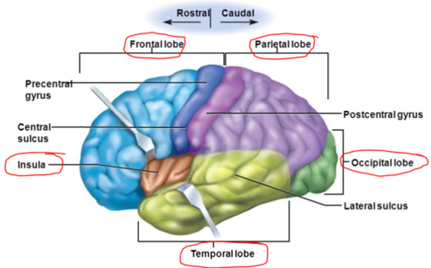 <p>frontal, parietal, temporal, insula</p>