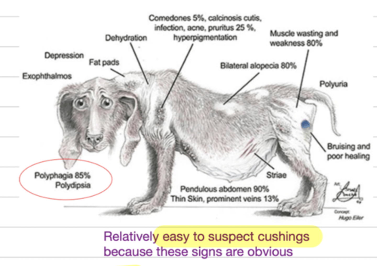 <p>yes, the clinical signs are very obvious</p>