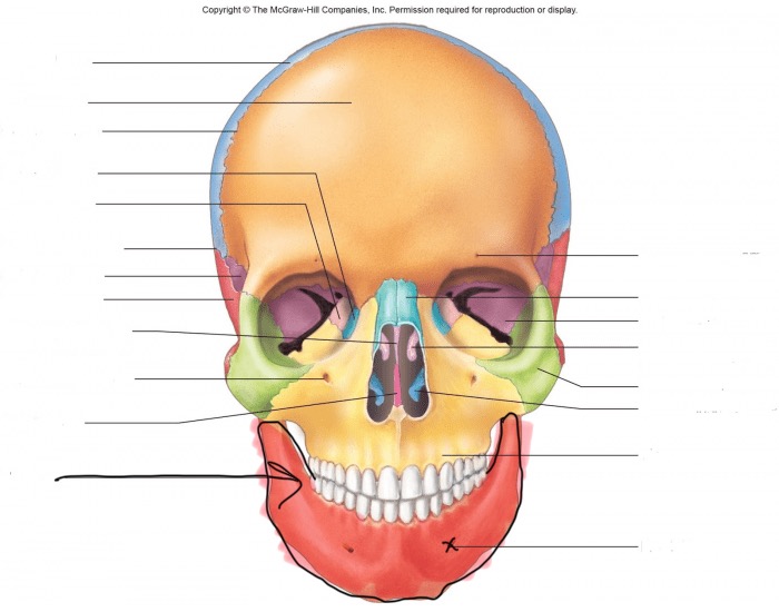 <p>What bone is this? (red portion below teeth)</p>