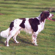 <p>Origin: France</p><p>Height range: 22-24 in</p><p>Weight range: 44-55 lb</p><p>Life span: 12-14 years</p>