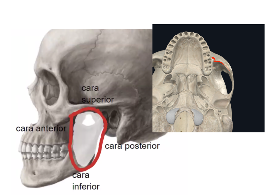 <ul><li><p>Límite de la fosa infratemporal o cigomática</p><ul><li><p>Cara posterior de la apófisis piramidal del maxilar superior</p></li><li><p>Cara interna del cigomático</p></li><li><p>Hendidura vestibulo cigomática</p></li></ul></li></ul><p></p>