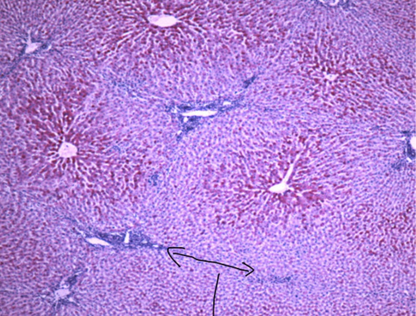 <p>ID the histology</p>