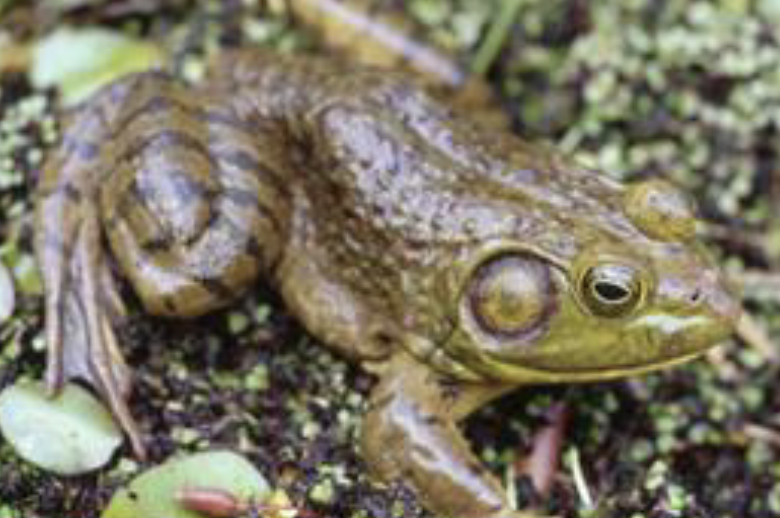 <p>what amphibian is this </p>