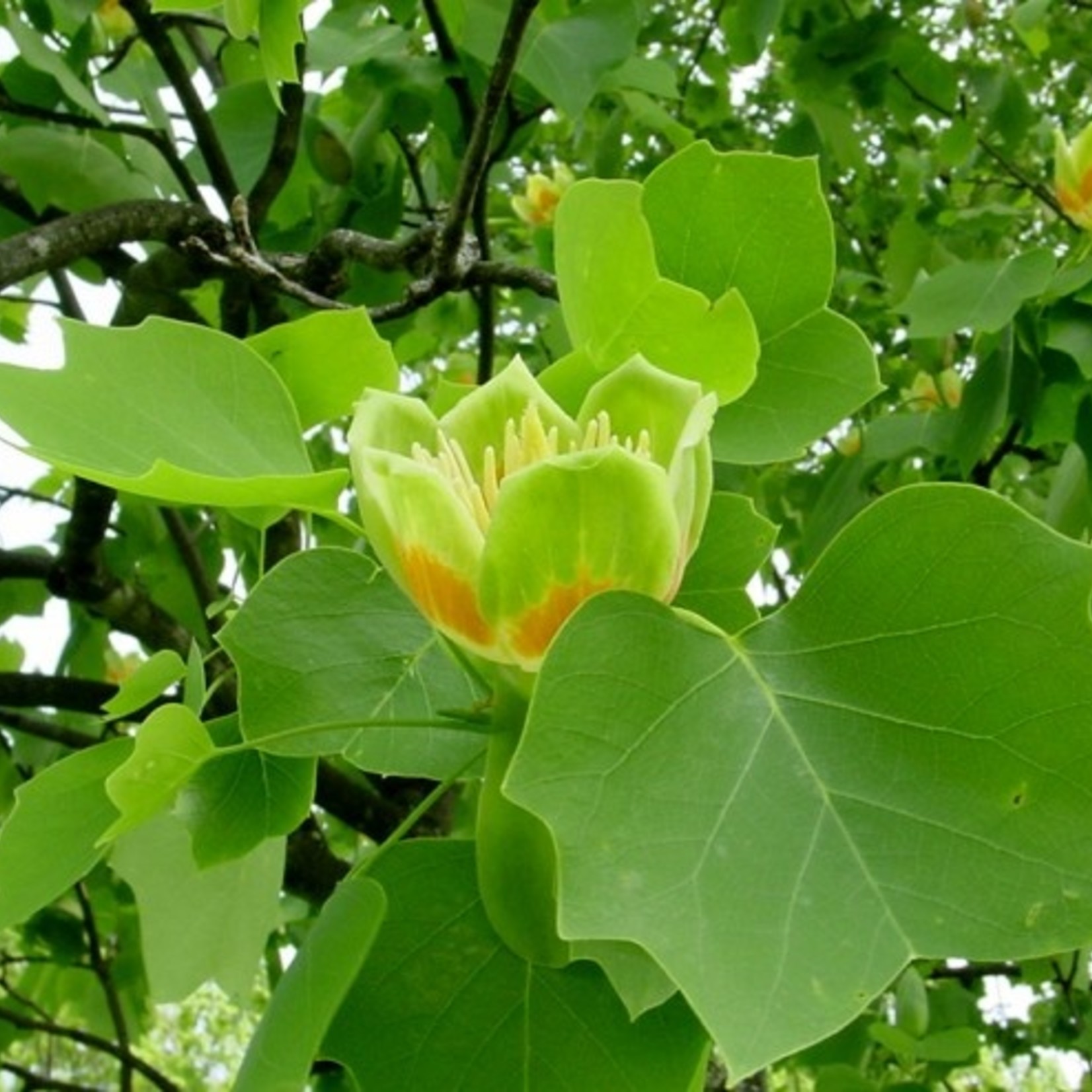 Tulip-Tree:

Tulip shaped orange flowers, cat face like leaves