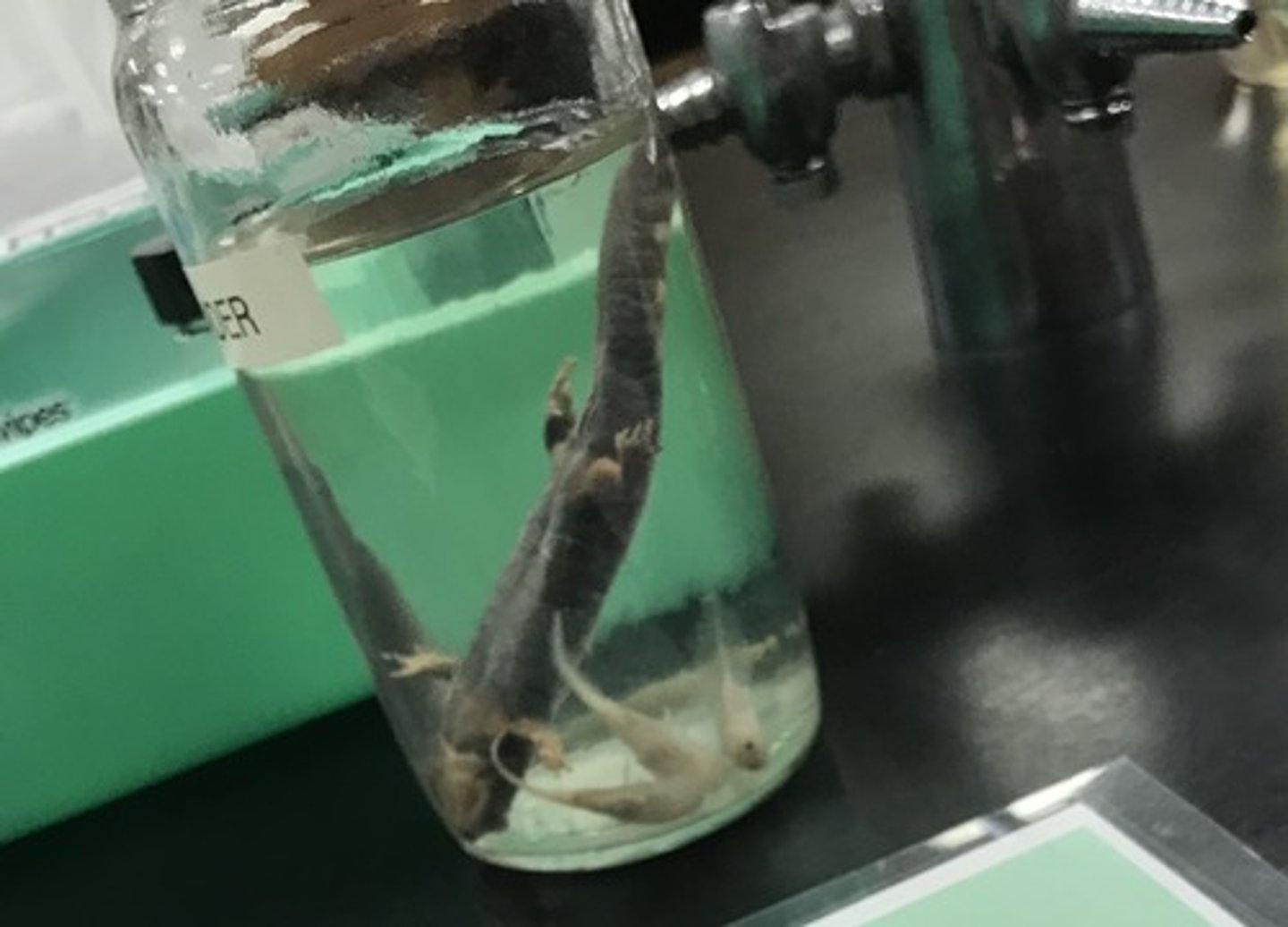 <p>For the following specimen(s), give the entire taxonomy and the name of the specimen(s)</p>