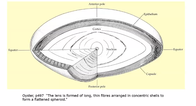 <p>lens divisions</p>