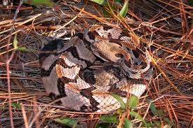 <p><span>Timber Rattlesnake</span></p>