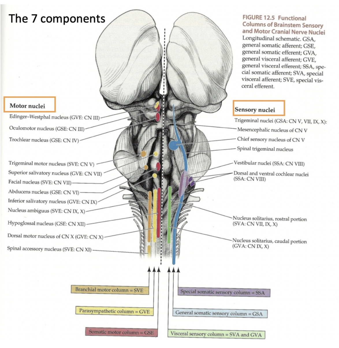 <ul><li><p>General somatic efferent component (GSE) —</p><ul><li><p>Innervation of muscles with somatic origin (paraxial mesoderm)</p></li></ul></li><li><p>Special visceral efferent (SVE) (or special branchio-motor component) —</p><ul><li><p>Motor innervation of branchiomeric musculature (not smooth muscle, even though visceral) </p></li></ul></li><li><p>General visceral efferent (GVE) —</p><ul><li><p>Some motor nuclei of the brainstem can control smooth muscle fibers — parasympathetic preganglionic neurons </p></li></ul></li><li><p>General visceral afferent (GVA) —</p><ul><li><p>Sensory information from viscera — from periphery to nervous system</p></li></ul></li><li><p>Special visceral afferent (SVA) —</p><ul><li><p>Taste</p></li></ul></li><li><p>General somatic afferent (GSA) —</p><ul><li><p>Collects information from somatic components</p></li></ul></li><li><p>Special somatic afferent (SSA) —</p><ul><li><p>Relates to the vestibular &amp; cochlear component (hearing &amp; balance) </p></li></ul></li></ul>