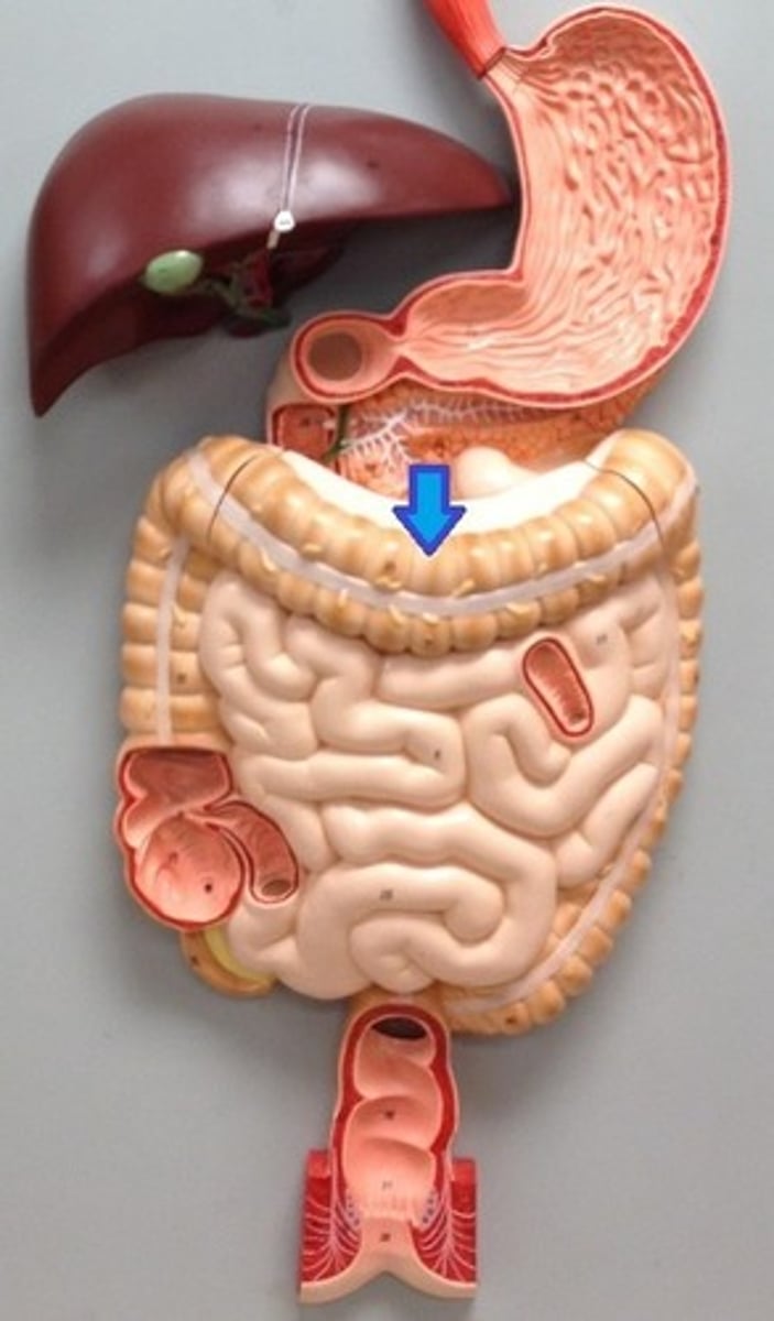 <p>What part of the large intestine is a landmark that demarcates the upper quadrant from the lower quadrant?</p>