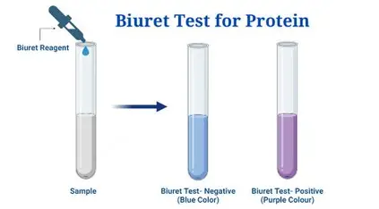 <p>The Biuret test</p>