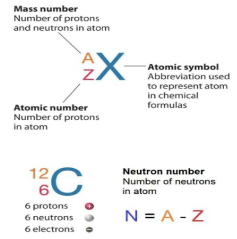 <p><strong>Elements:</strong> Consist entirely of a single type of atom</p><p><strong>Atomic number:</strong></p><ul><li><p><span>Characteristic number of protons in nucleus of any atom</span></p></li></ul><ul><li><p><span>Written as subscript left of its symbol</span></p></li></ul><p><strong>Mass number:</strong></p><ul><li><p><span>Sum of protons and neutrons in atom</span></p></li></ul><p>Subtract mass and atomic numbers to find neutron number</p><p></p>