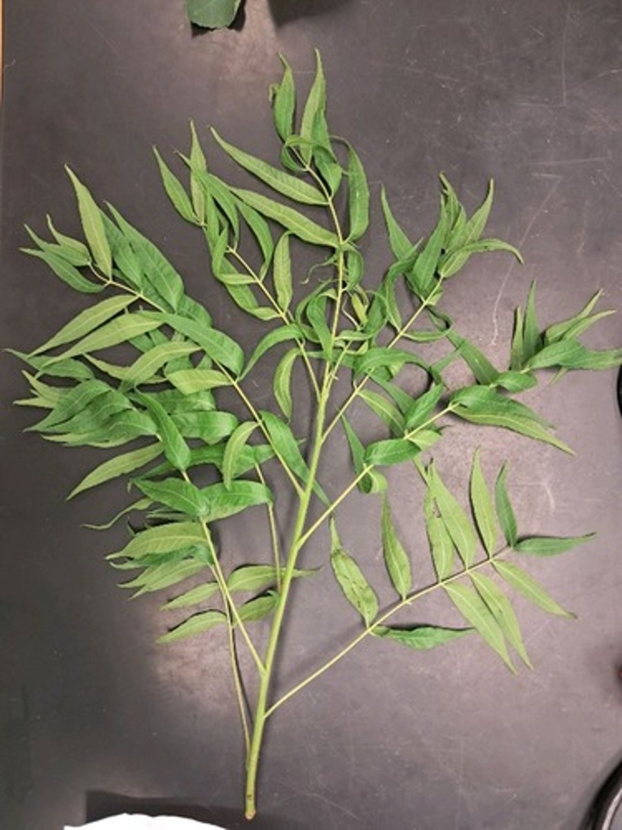 <p>What is the common name of this plant?</p>