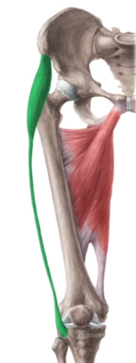 <p>deep fascia of thigh. well developed where it meets with the tendons of the gluteus maximus and tensor fascia latae (forms iliotibial tract=inserts on the lateral condyle of tibia)</p>