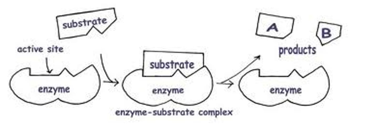 <p>The substrate fits the active site of the enzyme like a key fits in a lock. There is no change to the shape of the enzyme or substrate.</p>