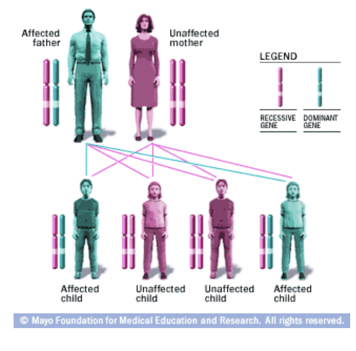 <p>Single Gene, Autosomal Dominant Disorder</p>