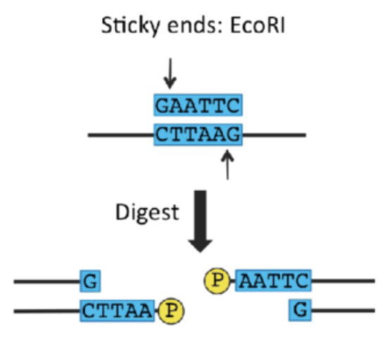 <p>Restriction enzyme - staggered fashion</p>