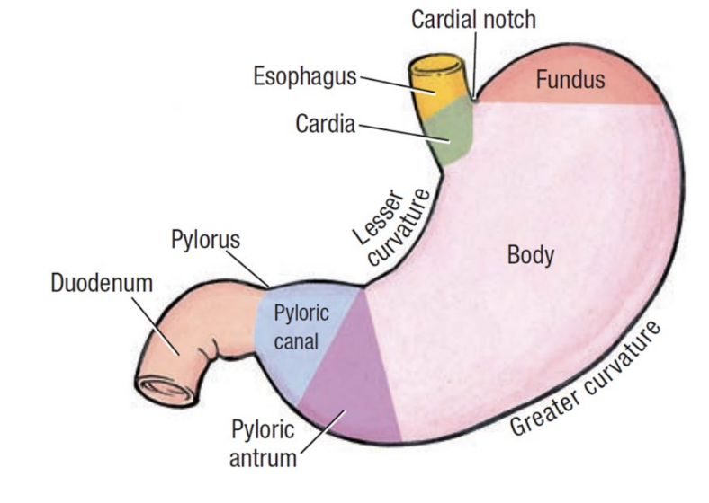 <ul><li><p>cardia: immediately follows esophagus</p></li><li><p>fundus: superior dome</p></li><li><p>body: main central region</p></li><li><p>pylorus: entry to small intestine</p></li></ul><p></p>