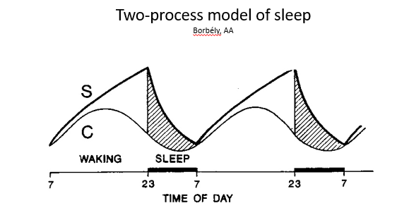 <ul><li><p>homeostatic (s) - if we do not sleep we accumulate sleep debt</p></li><li><p>circadian (C) - sleep tends to happen at a particular time during the 24-hour cycle</p></li></ul>