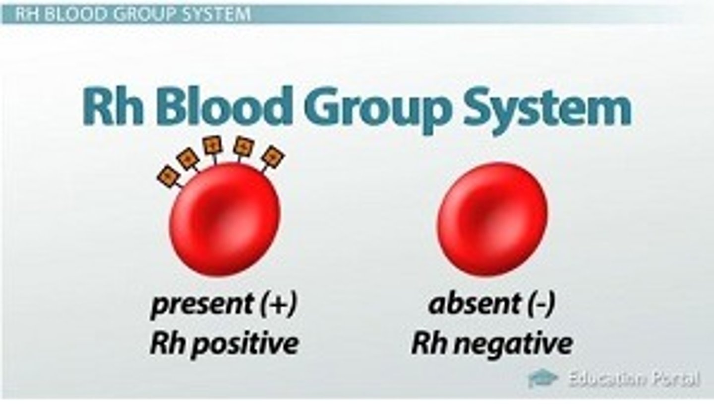<p>Refers to the presence or absence of the Rh antigen on red blood cells.</p>