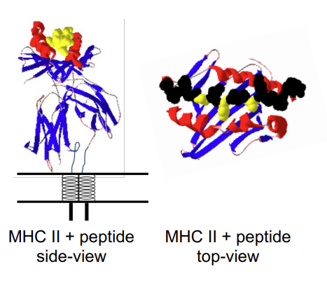 <ul><li><p><strong><u>Few </u></strong>residues in peptide <strong><u>critical </u></strong>for binding. </p></li><li><p>MHC I binds peptides of 8-10 <em>residues</em>, only 1 or 2 contribute to binding. </p></li><li><p>MHC II binds peptides 12-17 residues, only 2 or 3 contribute to binding. </p></li><li><p>All other positions<strong> can vary so very large number of <u>peptides </u>can bind to any MHC molecule.</strong></p></li><li><p>In this example, 16 amino acid peptide, 3 positions (yellow) required to bind MHC.</p></li></ul><p>antigen is nestled in the binding groove of the MHC molecule </p>
