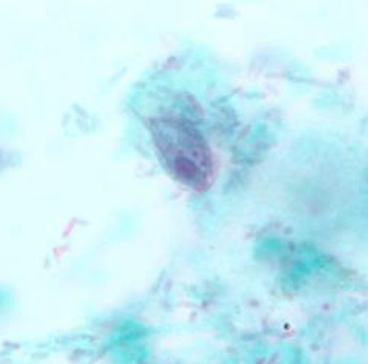 <p>pear shape, 1 nuclei, granules</p>