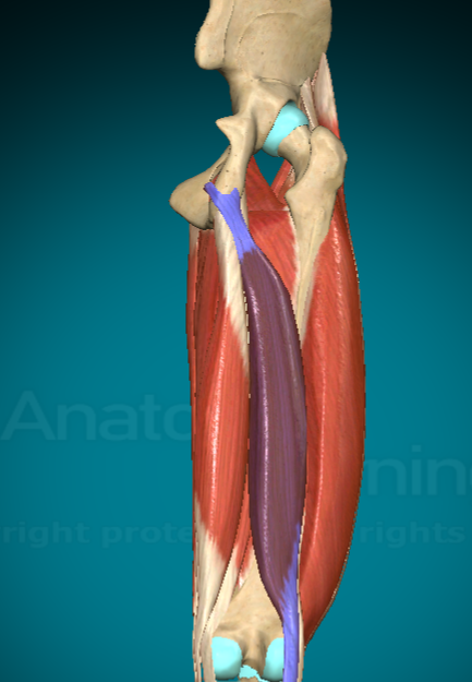 <p>What action does the Biceps Femoris Long Head allow for?</p>