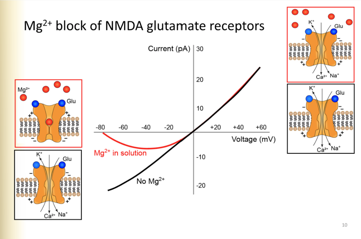 <p>without- similar to AMPA receptor</p><ul><li><p>current determined by DF</p></li></ul><p>reversal potential 0MV- calcium eq potential positive</p><p></p><p>WITH Mg2+</p><ul><li><p>negative potentials, has mag2+ block</p></li><li><p>even if it has glutamate, receptor will not pass any current</p></li></ul><p>by -10MV, all Mg2+ block gone, cell would pass the same current as if there were no mg2= at all</p>
