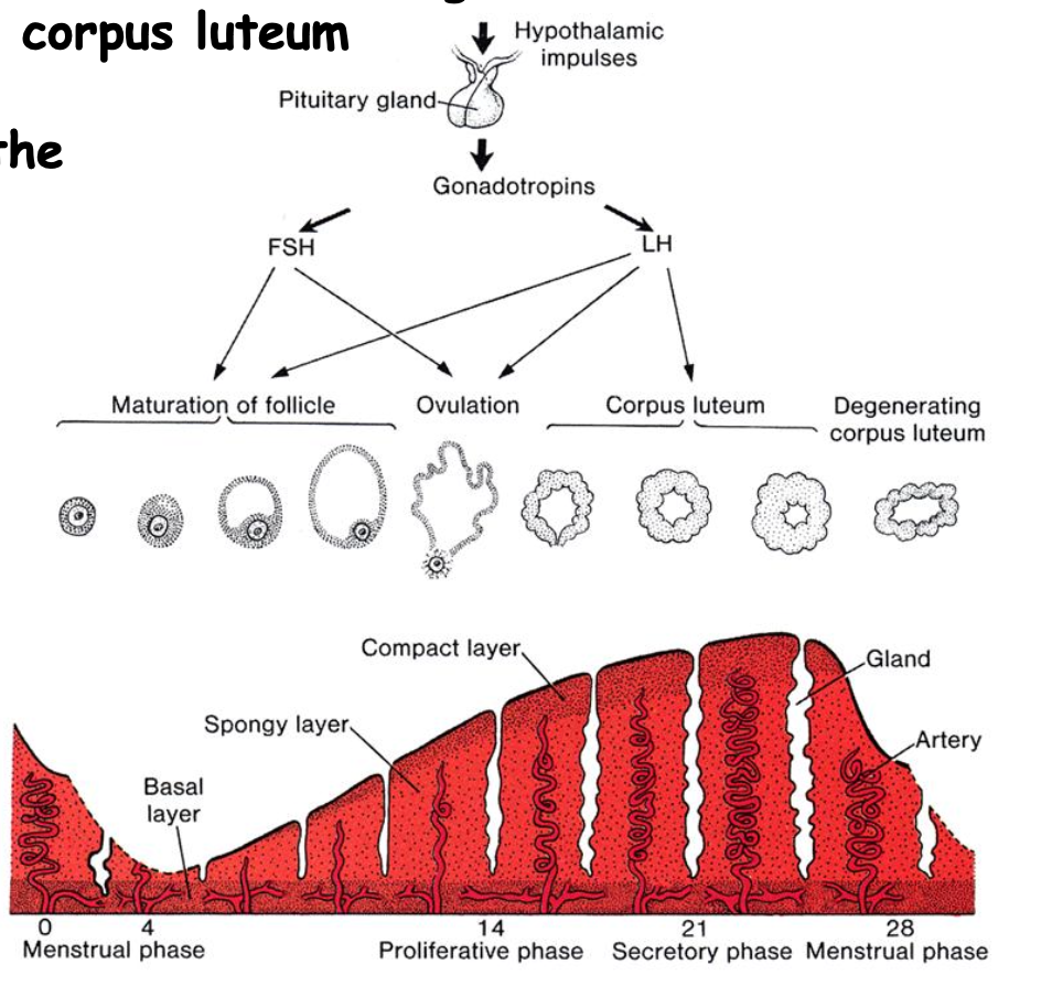 <ul><li><p>ovulation, corpus luteum formation, and endometrial growth</p></li><li><p>degenerate and the menstrual phase ensues.</p></li></ul><p></p>